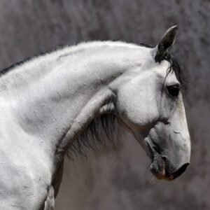Caballo