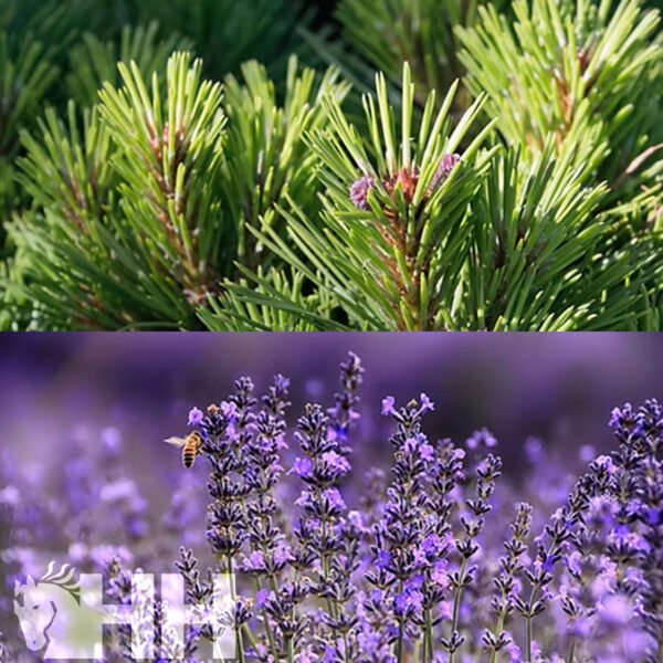 RELAJANTE LEOVET RELAX AROMASPRAY - Imagen 2