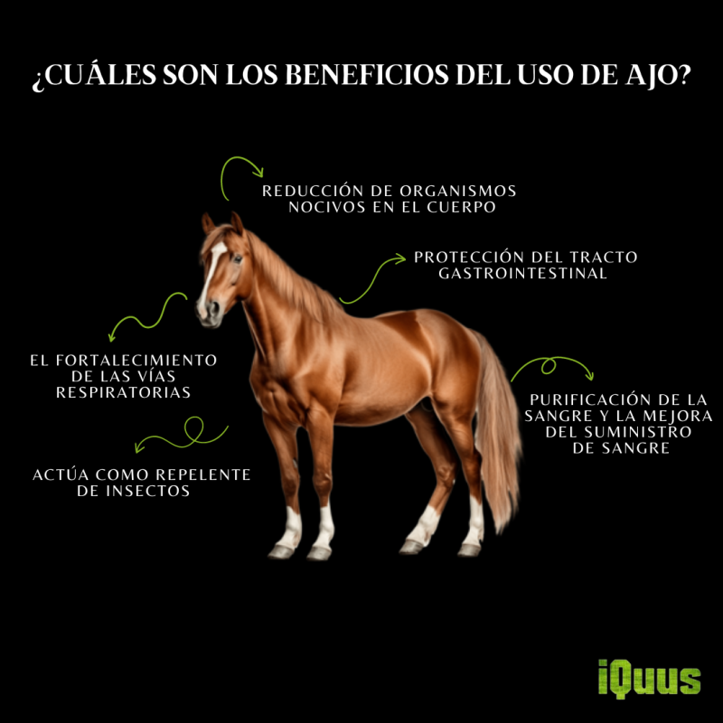 Ajo Granulado deshidratado 25 kg. (CAJA) - Imagen 2
