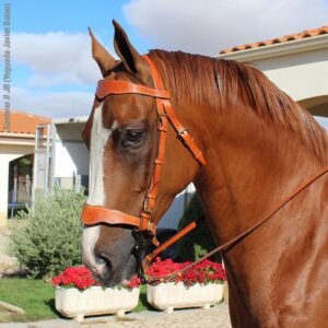 CABEZADA MARJOMAN MODELO PORTUGUÉS DE TRABAJO 1 RIENDA