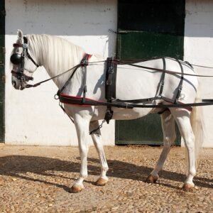 ENGANCHE DE BIOTHANE PARA UN CABALLO